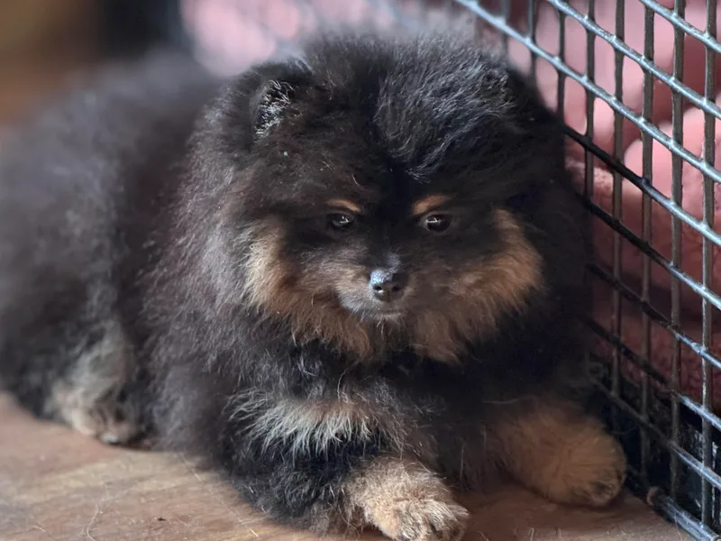 BackRoad Pomeranians