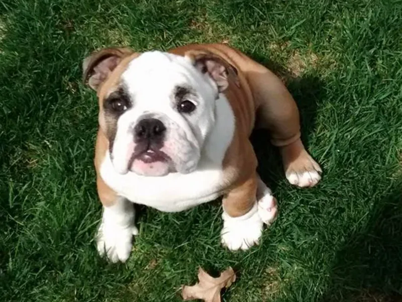 Backstretch Bulldogs