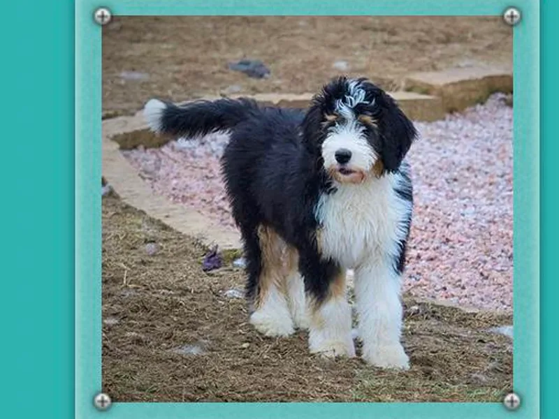 Backwoods Bernedoodles photo 1