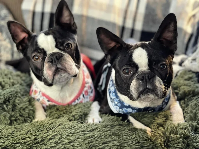 Backwoods Boston Terriers