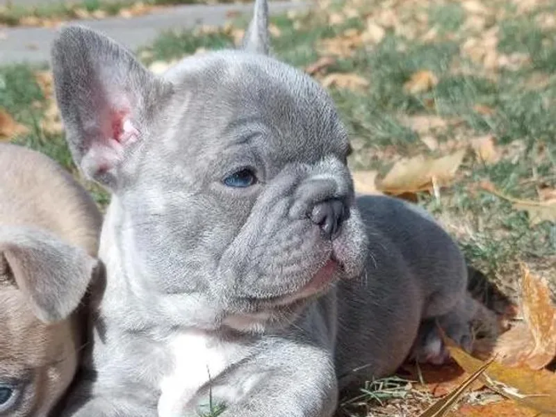 Backwoods Frenchies