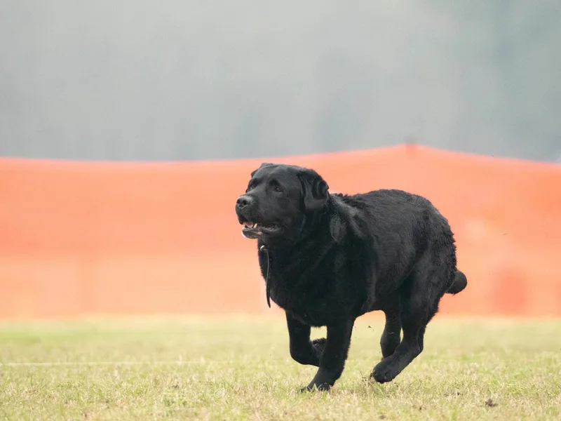 Backwoods Pond Labradors LLC