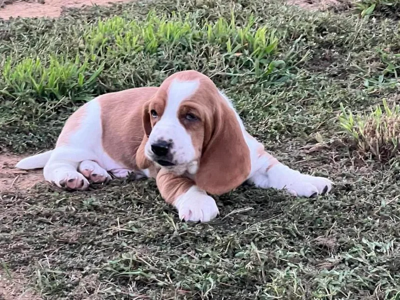 Backyard Basset’s