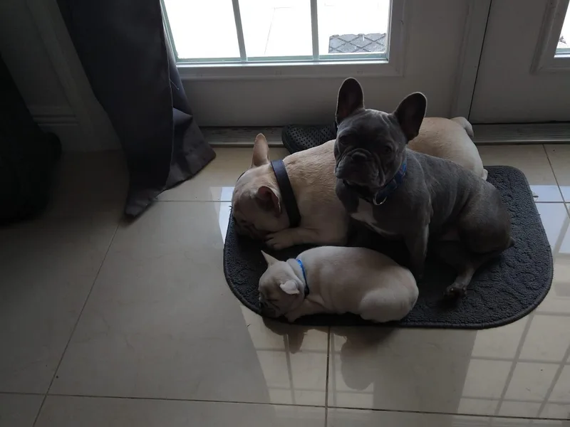 BackyardfinestBullys