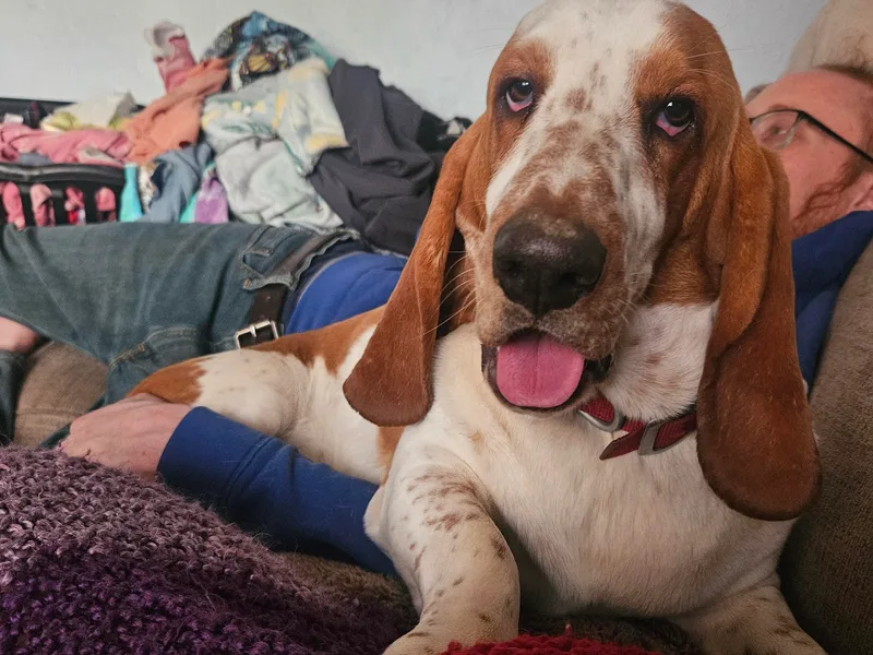 Bad and Boujee Basset Hounds