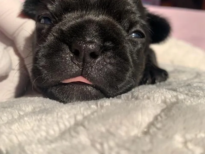 Bad, Boujee and Cute !