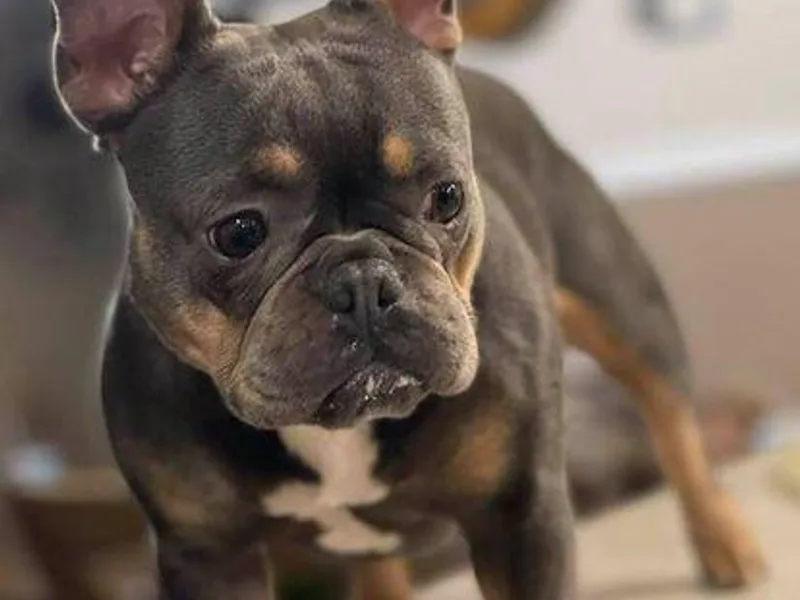 Bad Bulliez