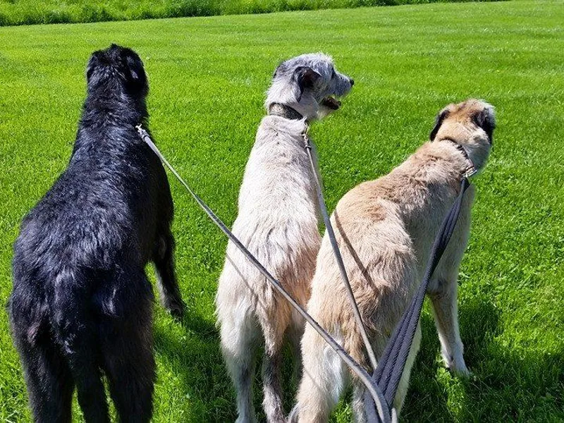 Bad Wolf Irish Wolfhounds photo 1