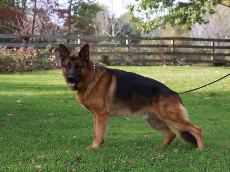 Badenheath German Shepherds