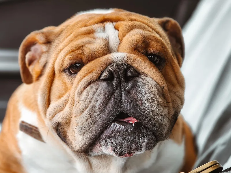 Badger Canyon bulldogs