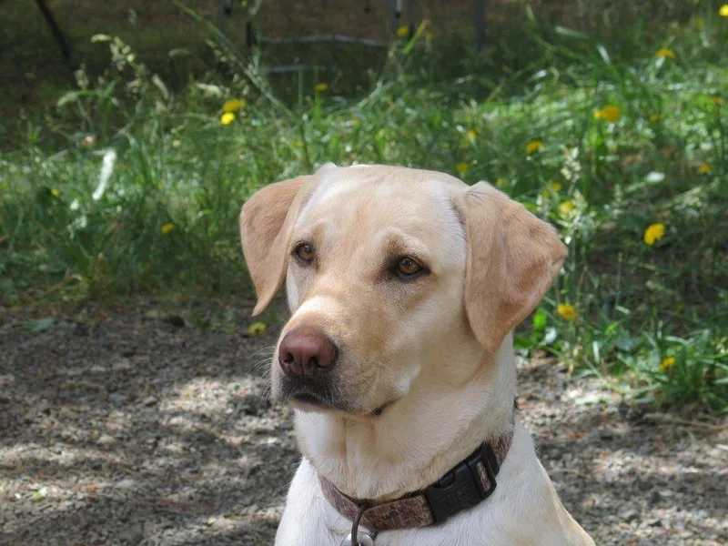 Badger Canyon Labrador Retrievers