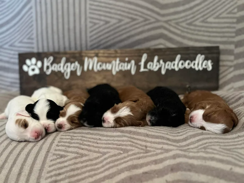 Badger Mountain Labradoodles