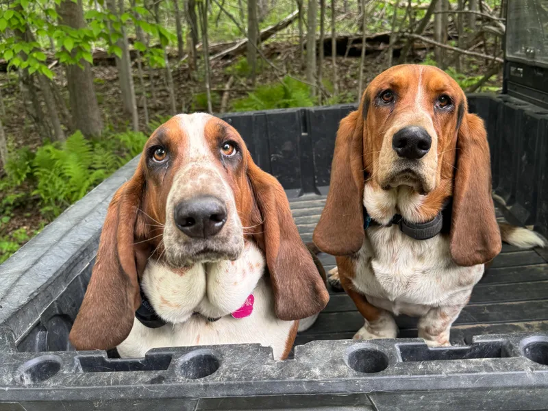Badger State Bassets