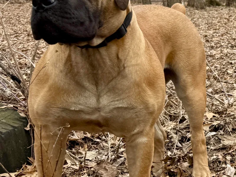 Badgerland Boerboels