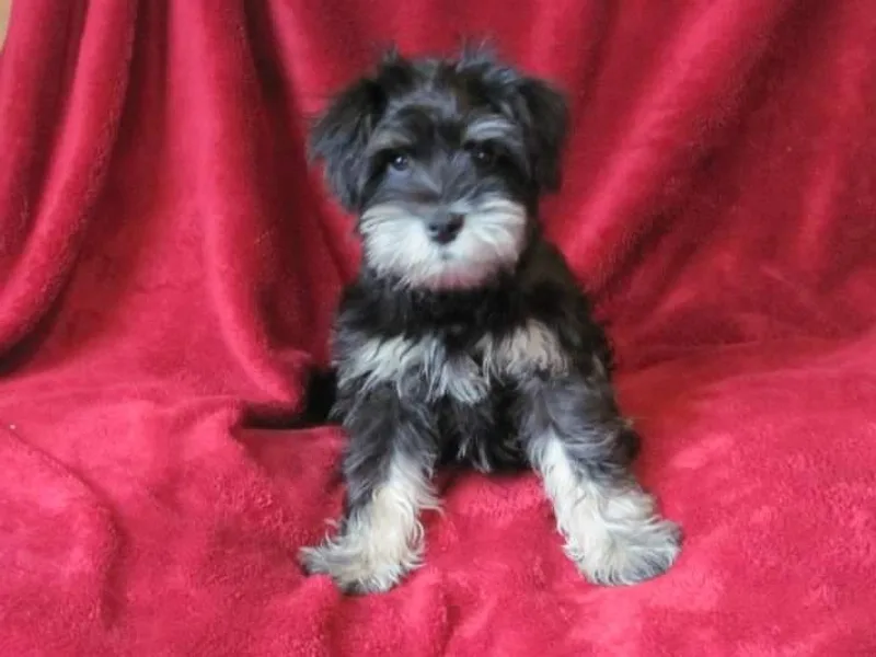 Badingham Miniature Schnauzers