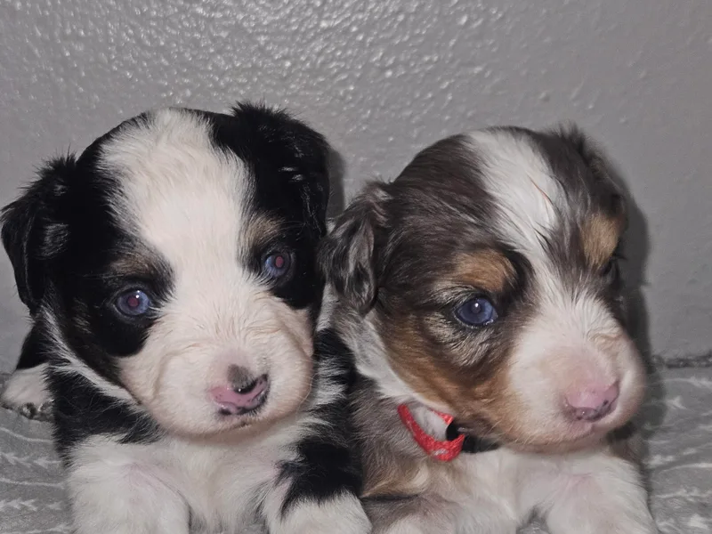 Badland's Toy Aussies