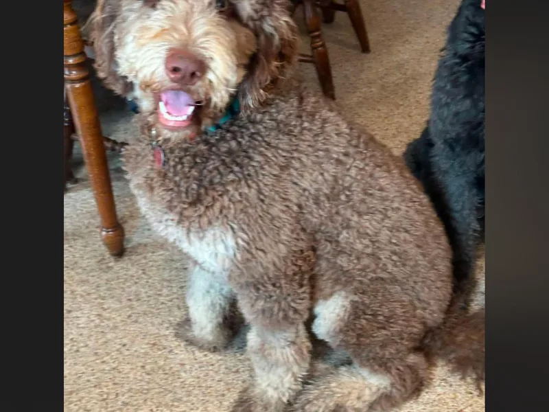 Badland St. Berdoodles LLC
