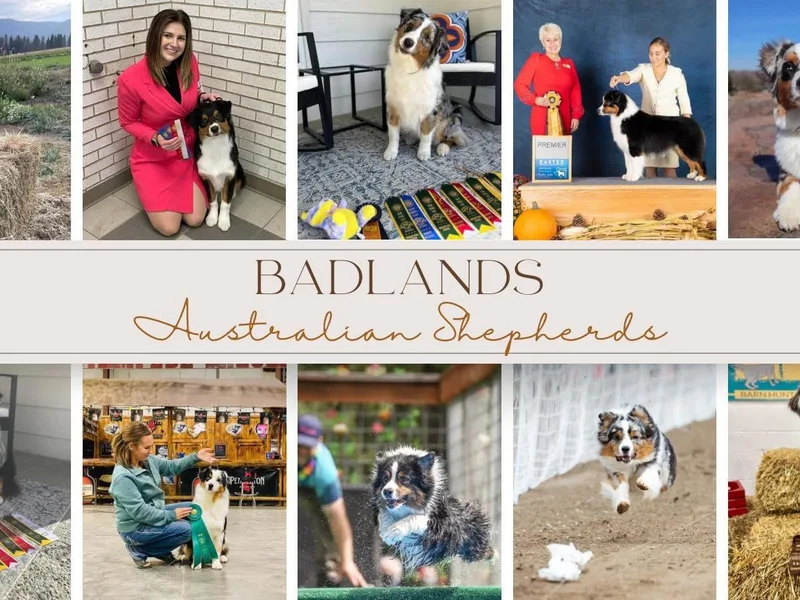 Badlands Australian Shepherds