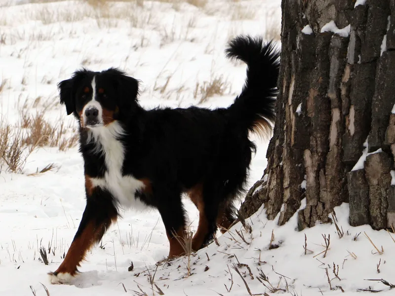 Badlands Bernedoodles