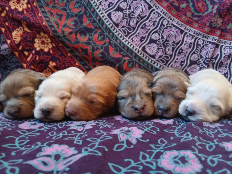 Badlands Mini Dachshunds