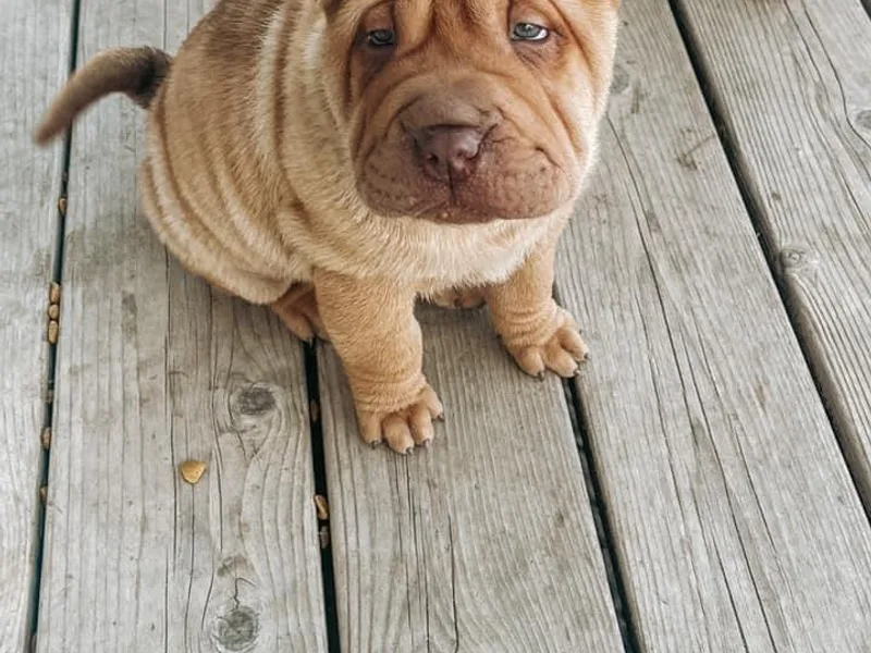 Badlands Shar Pei photo 1
