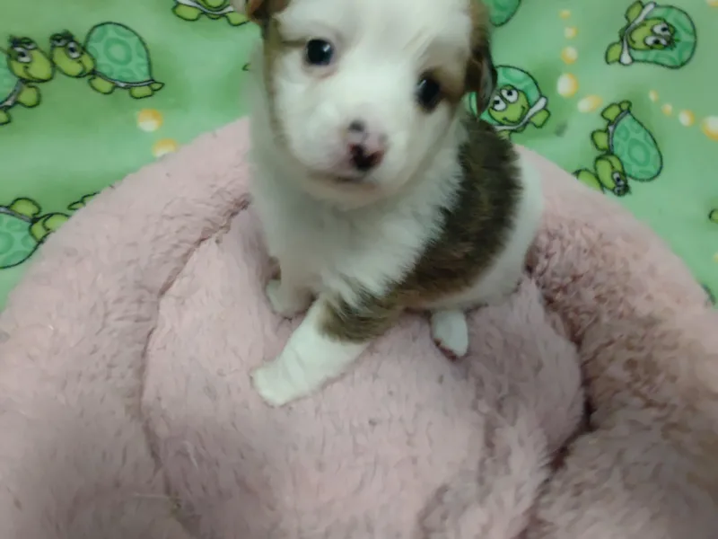 Badlands Toy and Mini Aussies