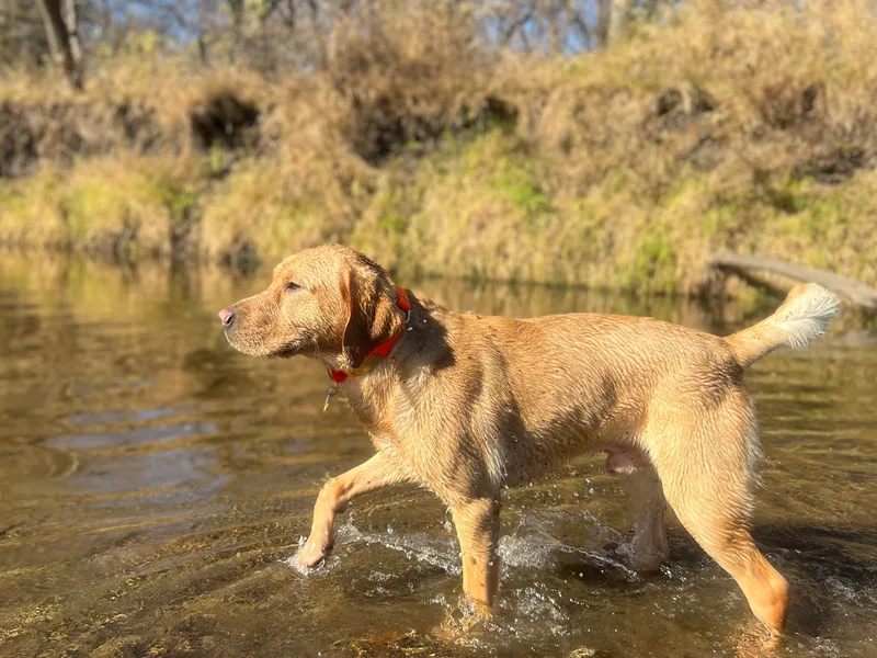 Bagby Family Labradors