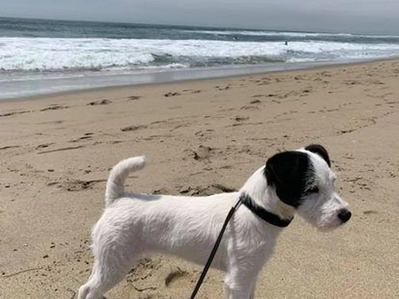 Bagg End Jack Russell Terriers