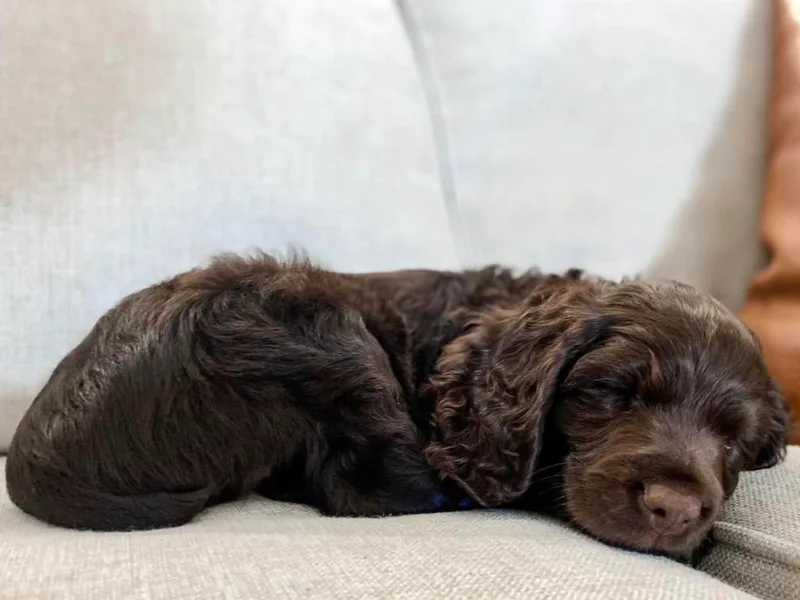 Baggett’s NWFL Gun Dogs