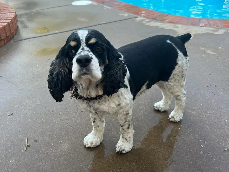 Bagley’s Cocker Spaniels