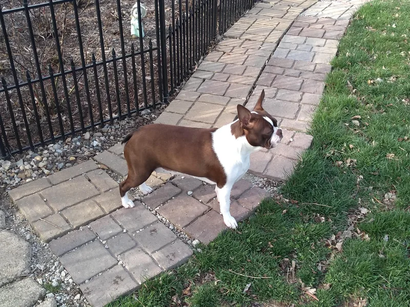 Bagosy's Boston Terriers 6