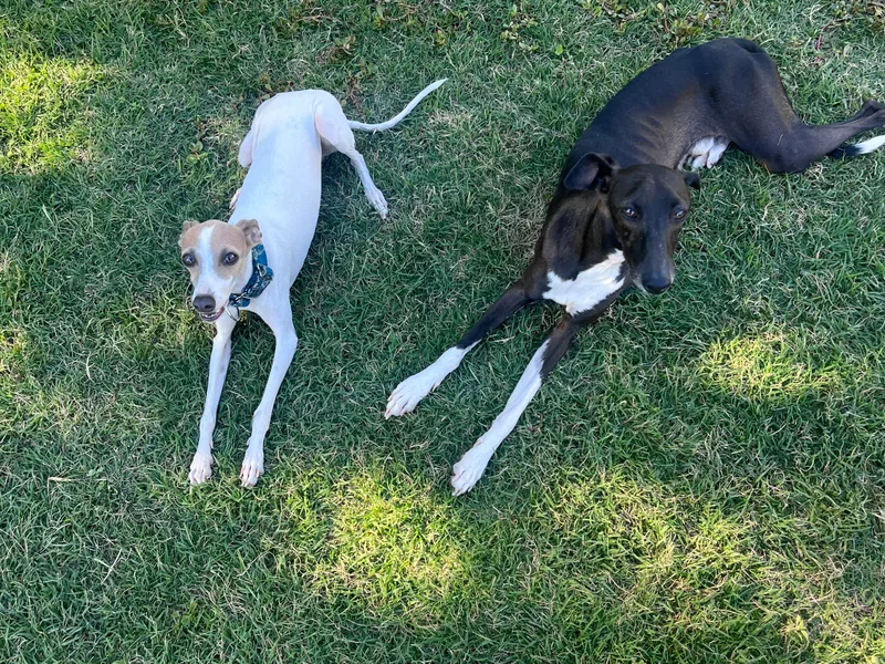 Bahia Verde’s Kennels