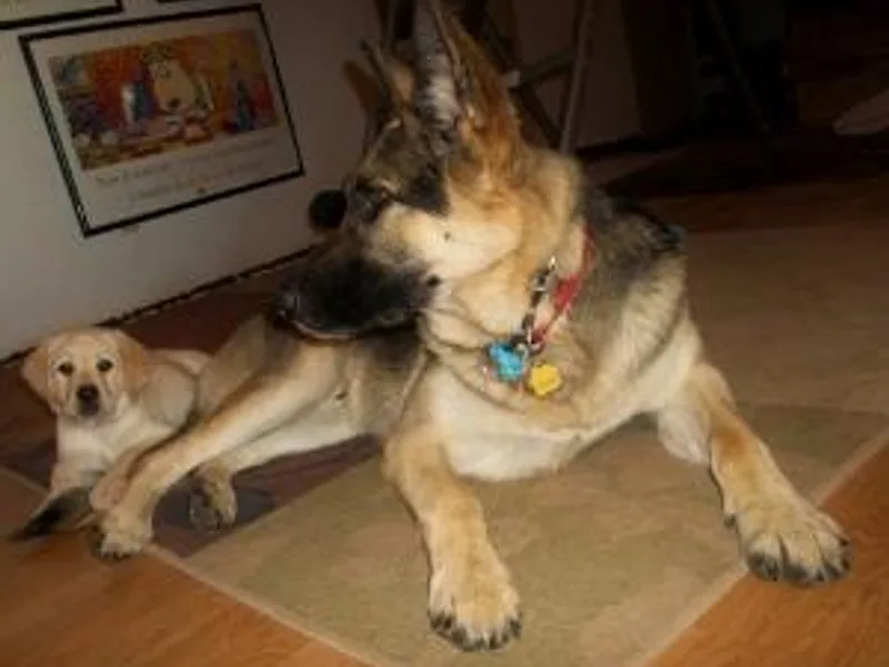 Bahr-S German Shepherds