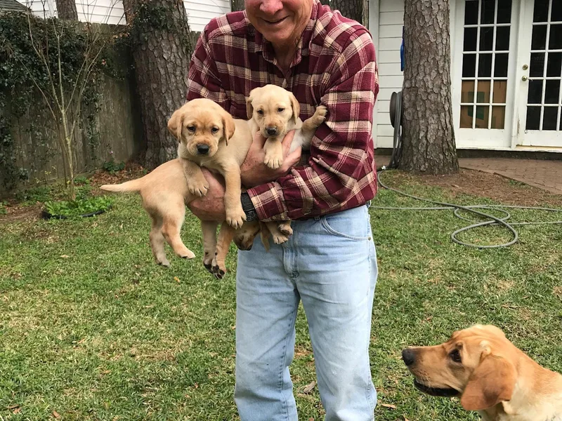 Bahrking Heights Labradors