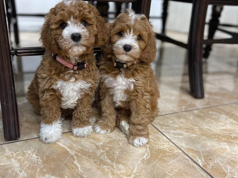 Bailey &amp; Bella Cavapoos