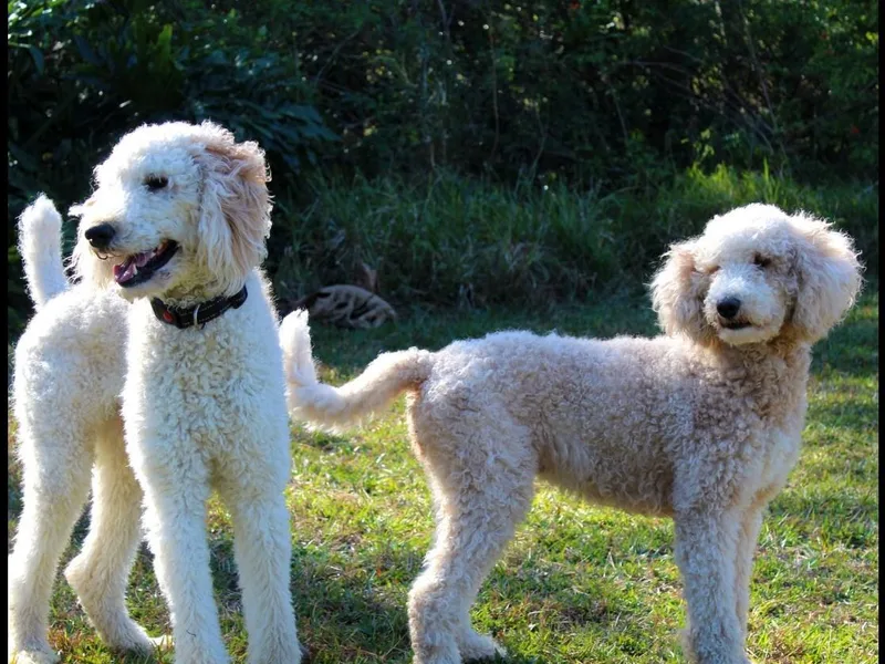 Bailey &amp; Nooodle's Poodles