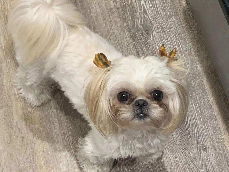 Bailey Belle Shih Tzu