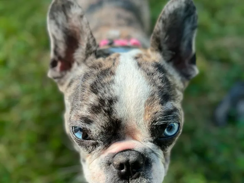 Bailey Family Frenchies