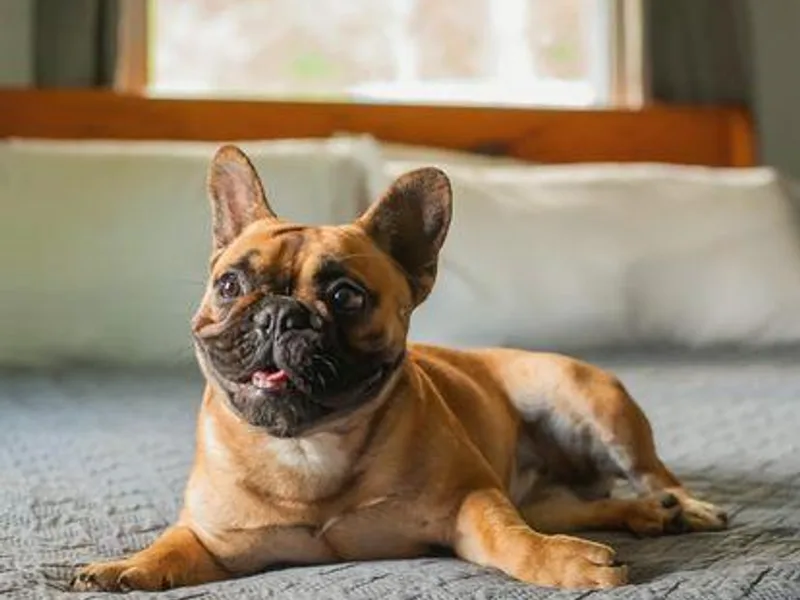 Bailey French Bulldogs