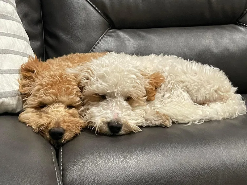 Bailey Marie Doodles