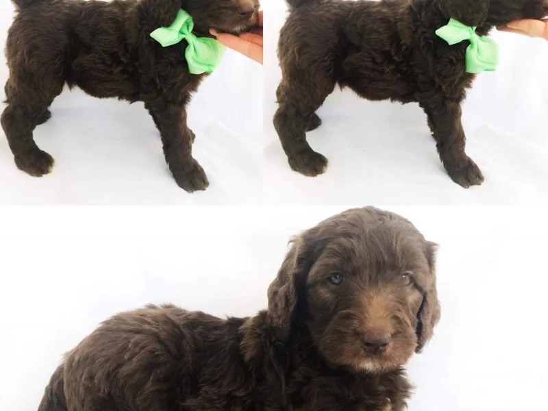 Bailey Mountain Doodles