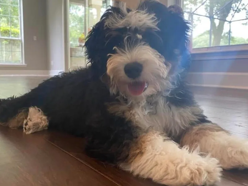 Bailey's Bernedoodles photo 1