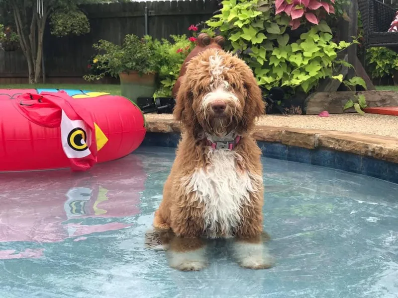 Bailey’s Cajun Canines