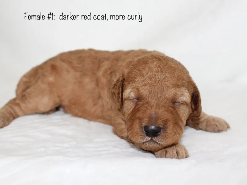 Bailey's Desert Mini Doodle