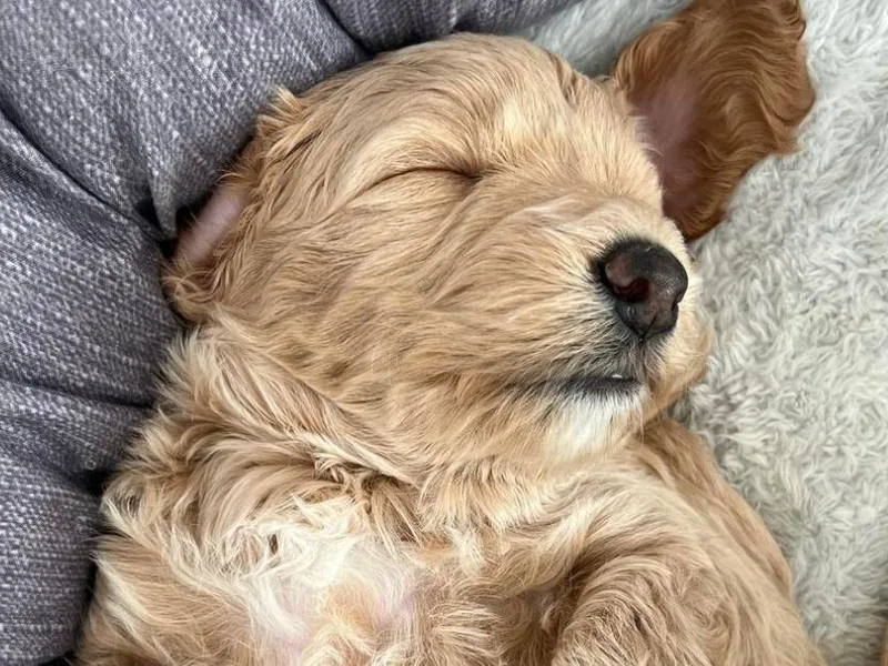 Bailey’s Goldendoodles