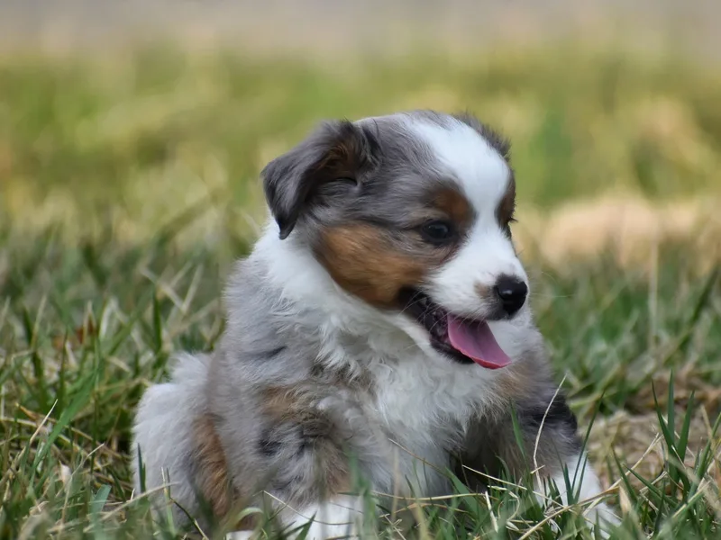 Baileys Mini Aussies