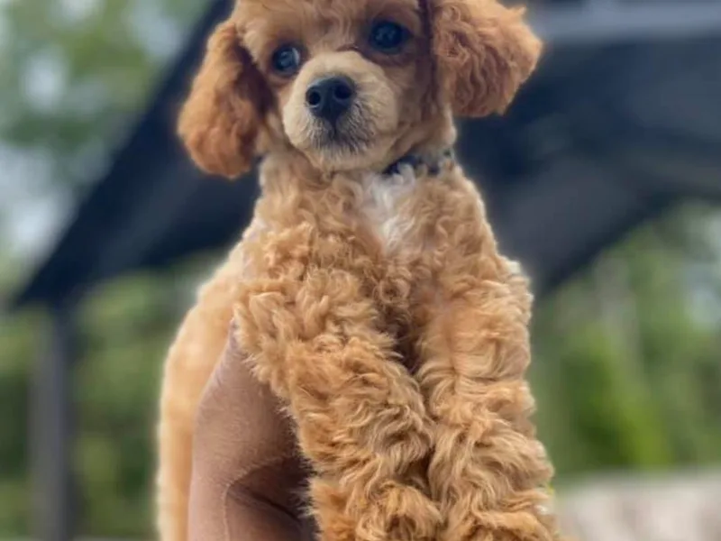 Baileys Paws and Furs