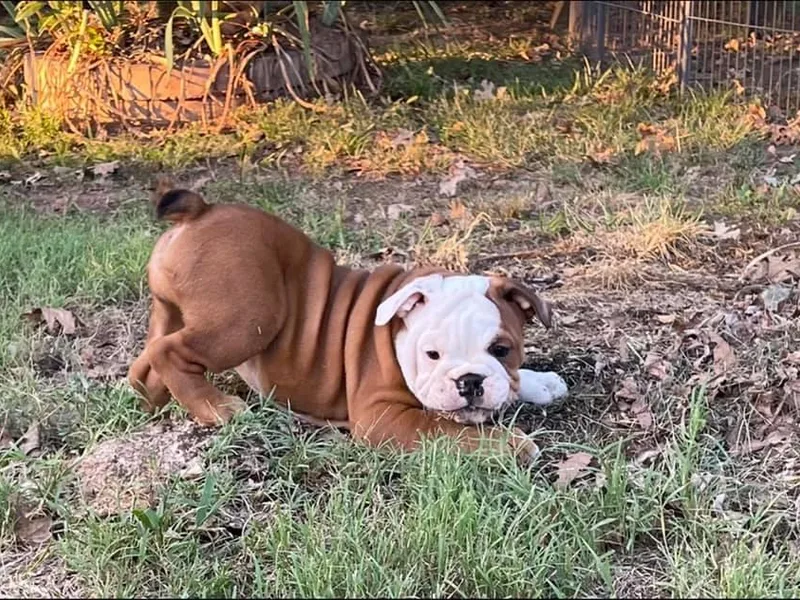 Baileys Precious Puppies