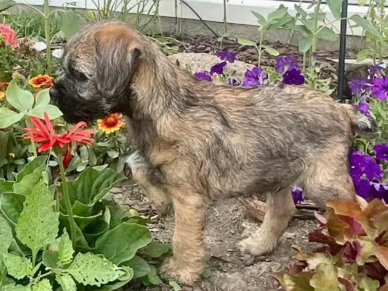 Bailiwick Labrador’s