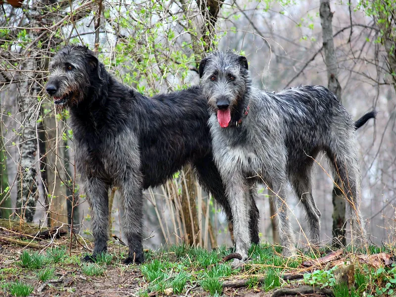 Bainbridge Irish Wolfhounds